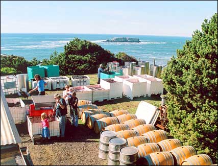 salt air winery